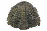 Wide Enrolled Pedinopariops Trilobite - Fantastic Detail #69752-4